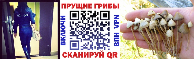Купить  Большой Камень  Галлюциногенные грибы GOLDEN TEACHER 